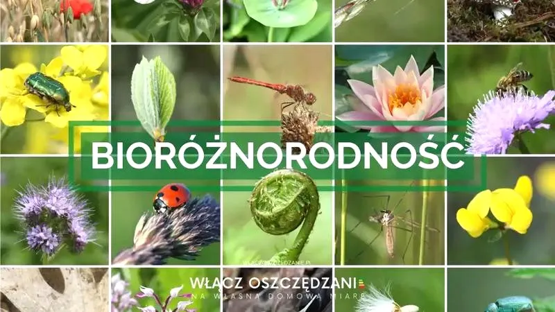 Jak klimat kształtuje różnorodność biologiczną i wpływa na nasze życie?