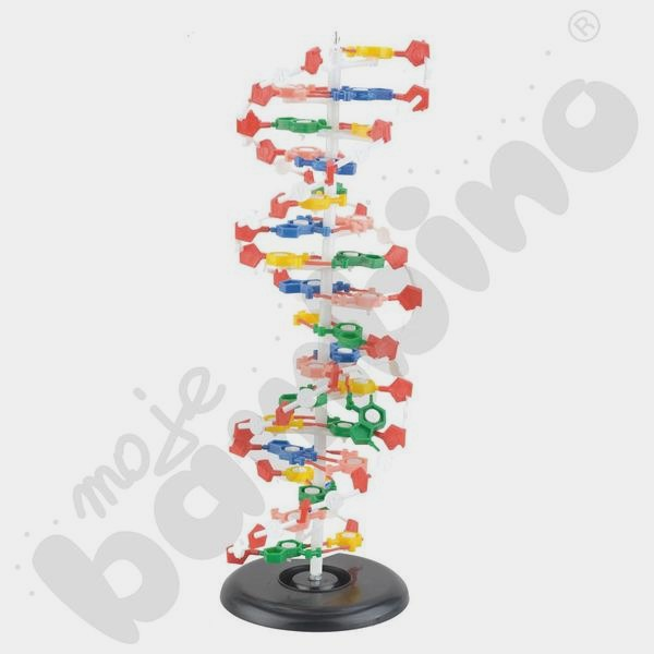Jak zrobić model DNA na biologię? Proste kroki i potrzebne materiały