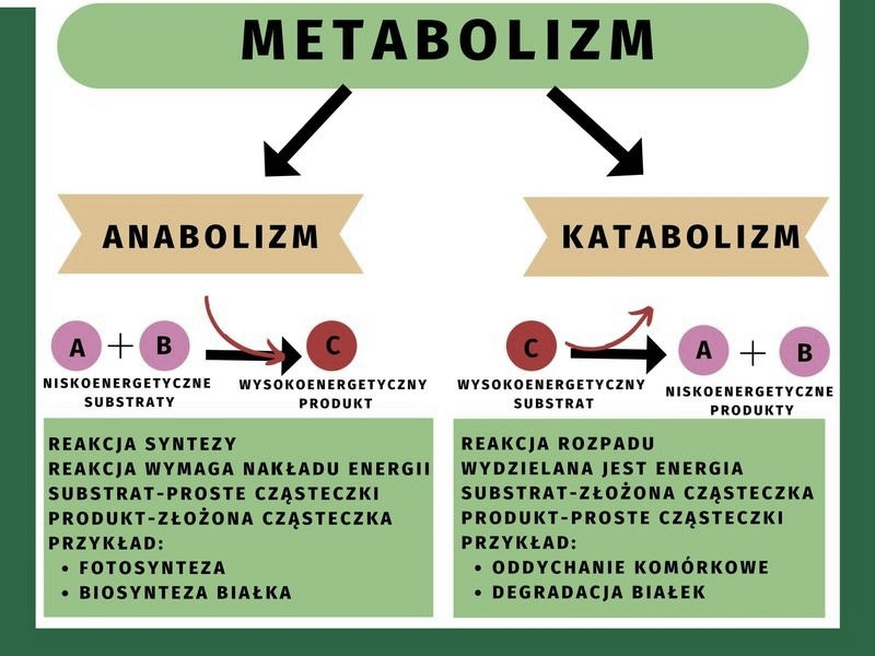 Metabolizm w biologii – czym jest i dlaczego jest niezbędny?