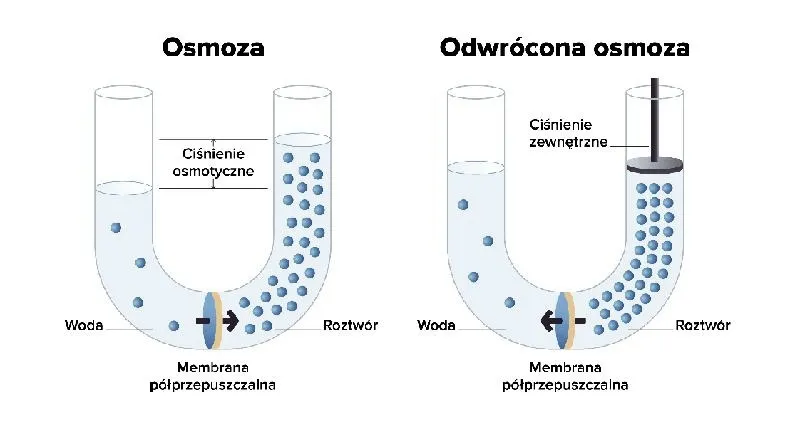 Osmoza w biologii: kluczowy proces życia, który musisz poznać