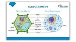 Poznaj komórkę w biologii: klucz do zrozumienia podstaw życia i jego funkcji