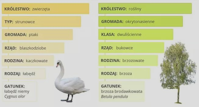 Systematyka w biologii – czym jest i dlaczego ma znaczenie?