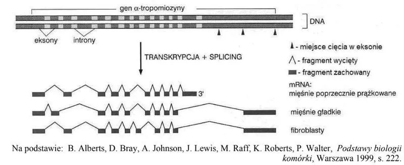 Transkrypcja w biologii — jak powstaje RNA i wpływa na ekspresję genów