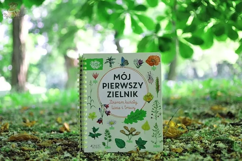 Zielnik szkolny dla każdego – proste rośliny, które warto poznać