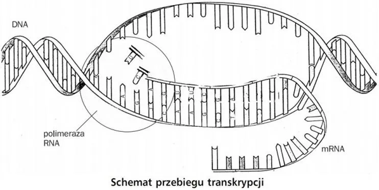 Ekspresja genów