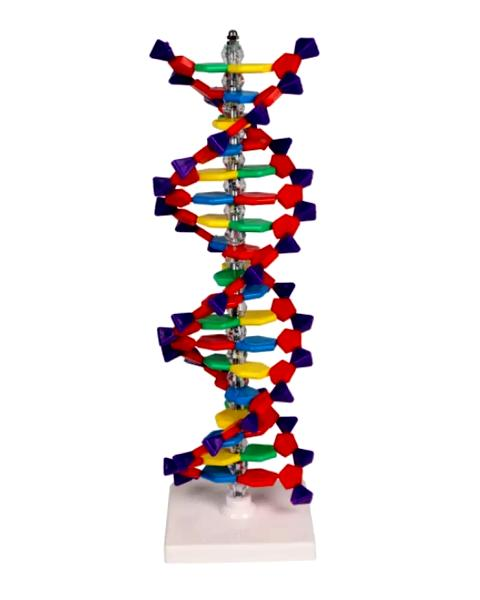Kreatywne projekty biologiczne