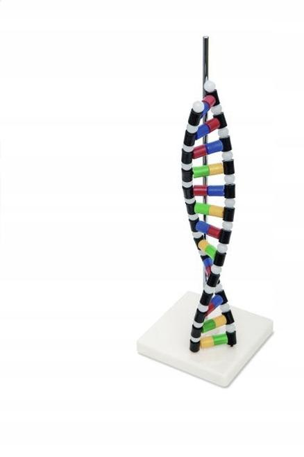 Model DNA