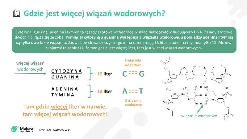 Poprawa pamięci i koncentracji