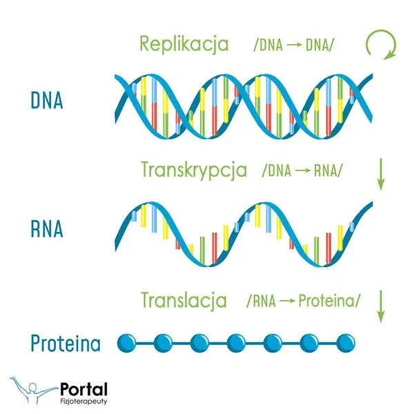 Rola mRNA w syntezie białek