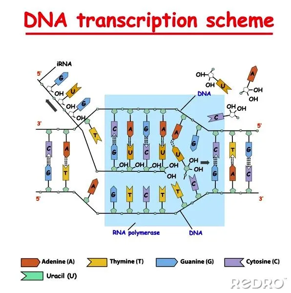Transkrypcja w biologii